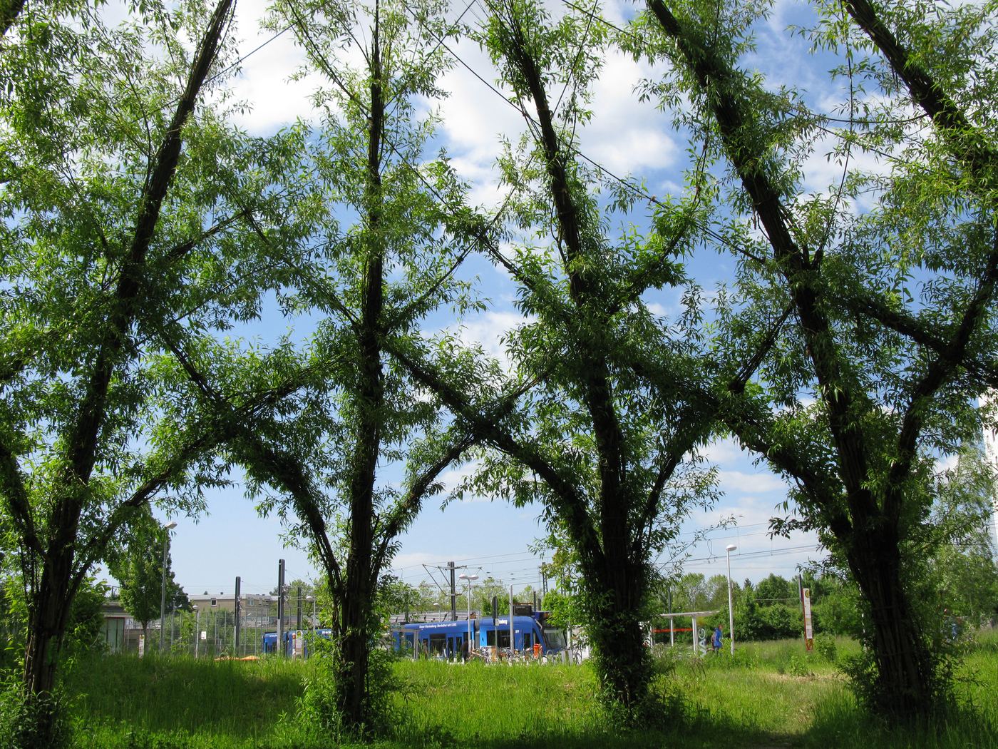 A living willow dome on the land held for a third garage, beside the tram terminus in Vauban