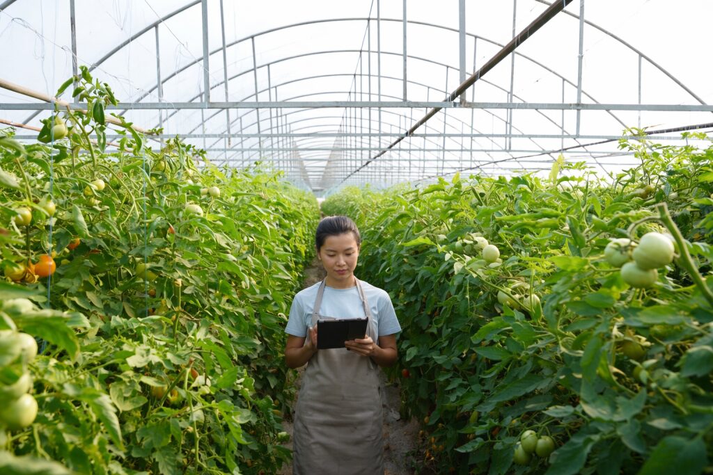 A grower using a tablet among tomato plants in a greenhouse