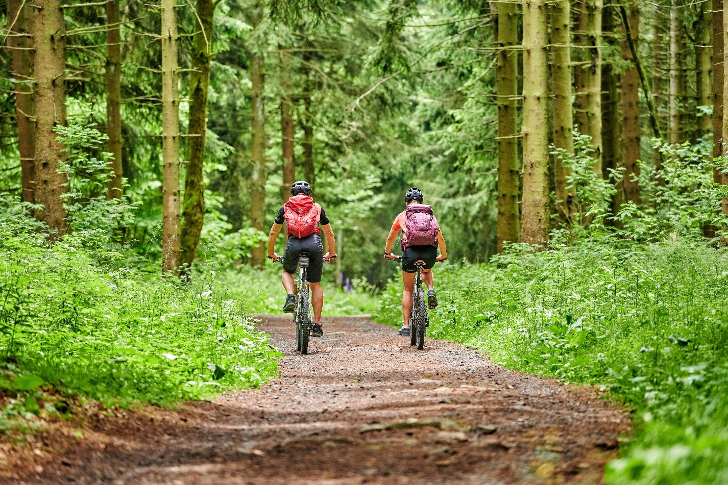 Cyclists on a forest trail