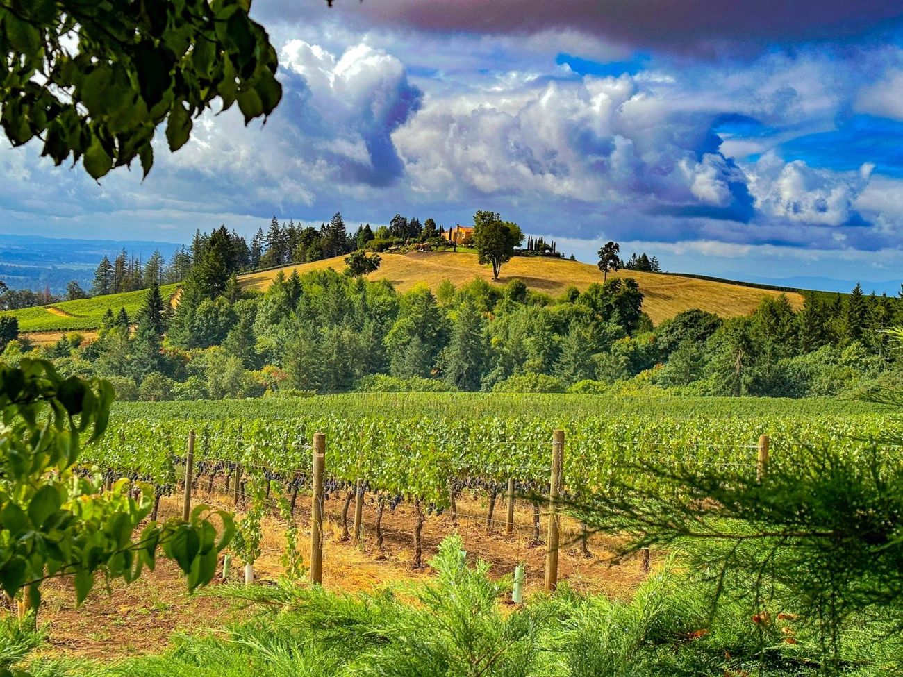 Willamette Valley vineyard